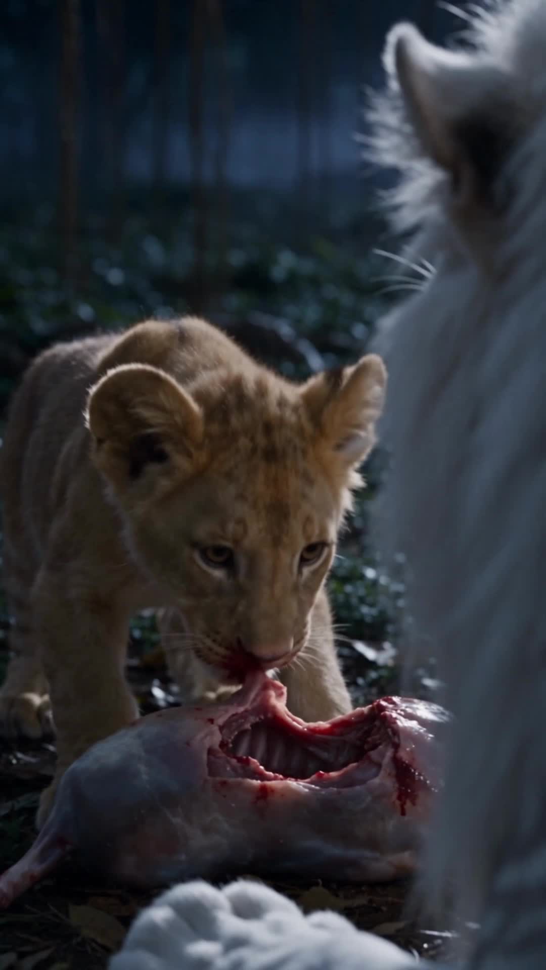 Claimed by the Alpha Tiger: His Silver Temptation