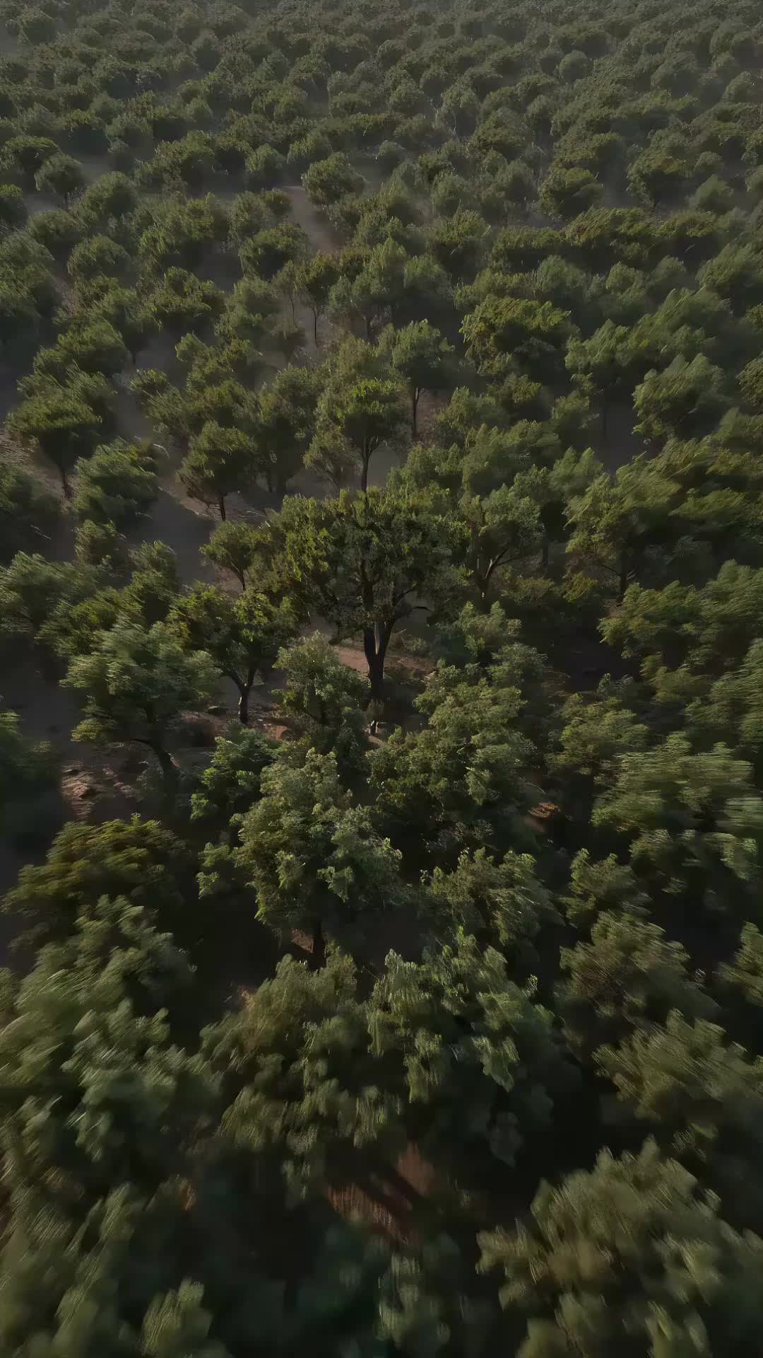 Code of the Wild