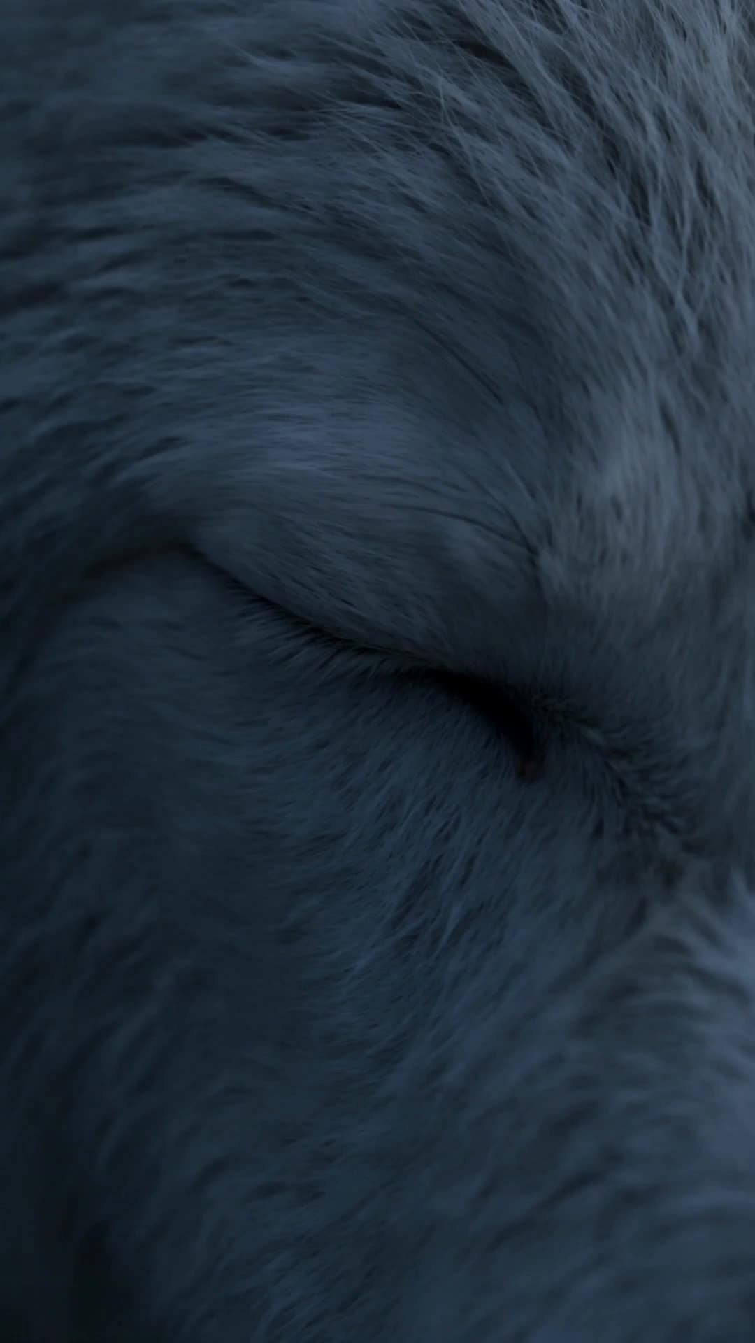 The Forbidden Mate: Two Alphas, One White Wolf